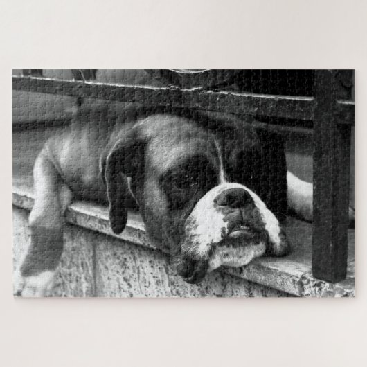 Boxer Dog On Windows Sill 20x30 1014pc jpcn ジグソーパズル (横)
