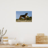 Boxer Dog Show Stance ポスター (キッチン)