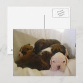 boxer pups.png ポストカード (正面/裏面)