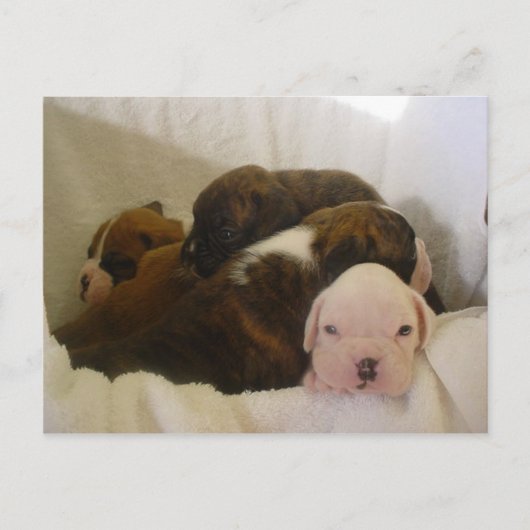 boxer pups.png ポストカード (正面)