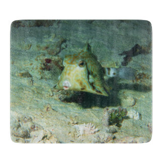 Boxfish - かわいい!サンゴ礁の砂地にて | カッティングボード