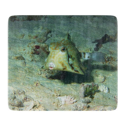 Boxfish - かわいい!サンゴ礁の砂地にて | カッティングボード (正面)