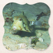 Boxfish - かわいい!サンゴ礁の砂地にて | ペーパーコースター (正面)