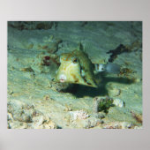 Boxfish - かわいい!サンゴ礁の砂地にて | ポスター (正面)