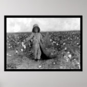 Boy Picking Cotton in Commanche, OK 1916 ポスター (正面)