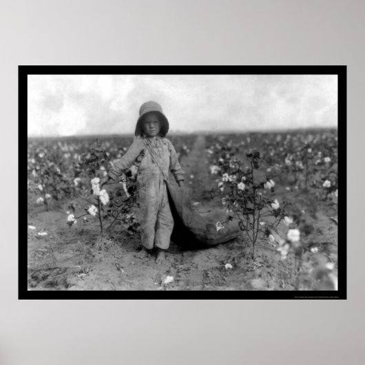 Boy Picking Cotton in Commanche, OK 1916 ポスター (正面)