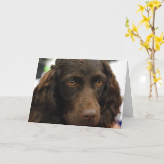 Boykinのスパニエル犬の挨拶状 カード (黄色い花)