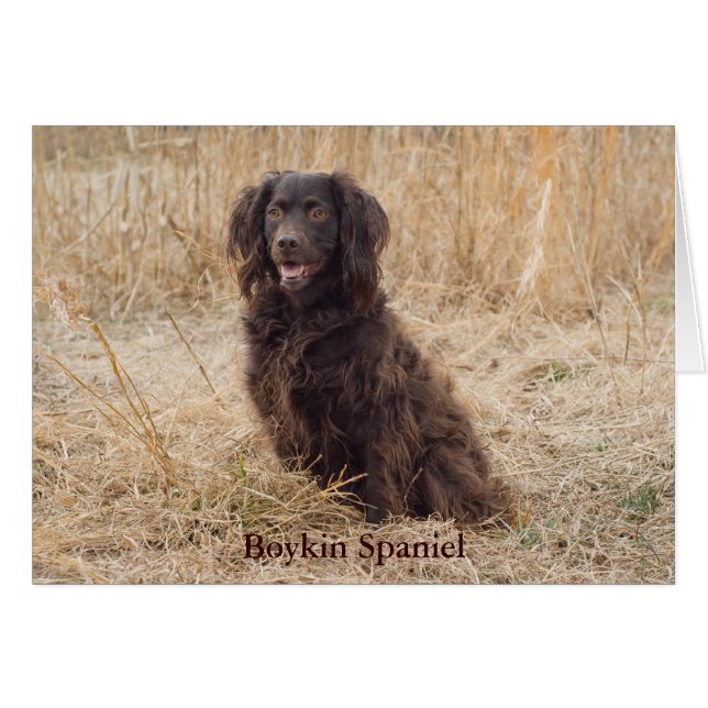 Boykinのスパニエル犬カード (正面横)