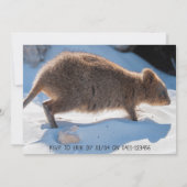 Boys Third Birthday Blue Quokka Australia Photo 招待状 (裏面)