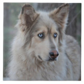 Bozworth Malamutt タイル (正面)