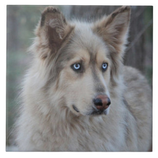 Bozworth Malamutt タイル