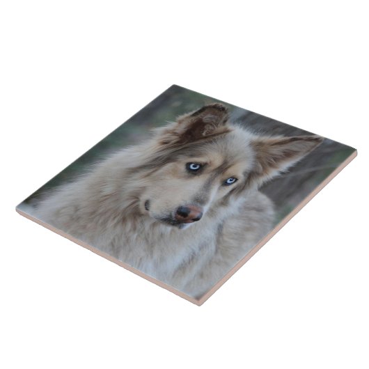 Bozworth Malamutt タイル (側面)