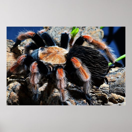 Brachypelma boehmei ポスター (正面)