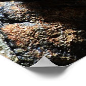 Brachypelma boehmei ポスター (角)