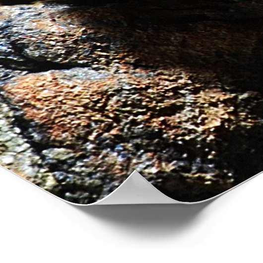 Brachypelma boehmei ポスター (角)