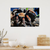 Brachypelma boehmei ポスター (キッチン)