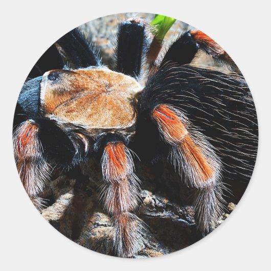 Brachypelma boehmei ラウンドシール (正面)