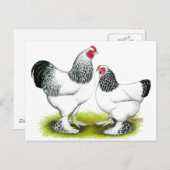 Brahma：ライト ポストカード (正面/裏面)