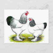 Brahma:ライト ポストカード (正面)