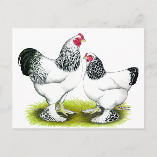 Brahma：ライト ポストカード (正面)