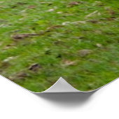 Brahman (aka. Brahma) Bull in Field ポスター (角)