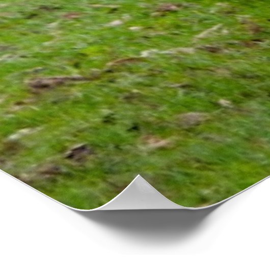 Brahman (aka. Brahma) Bull in Field ポスター (角)