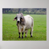 Brahman (aka. Brahma) Bull in Field ポスター (正面)