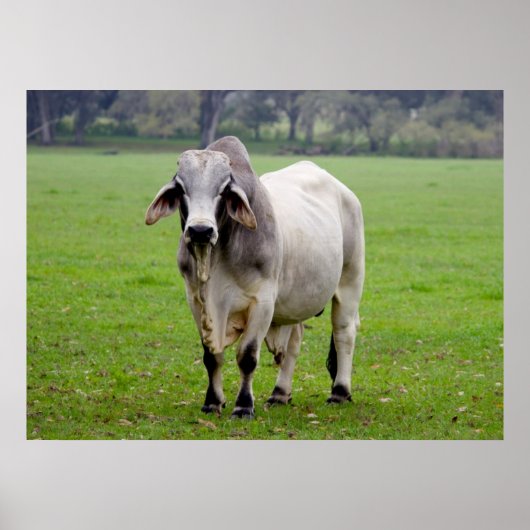 Brahman (aka. Brahma) Bull in Field ポスター (正面)