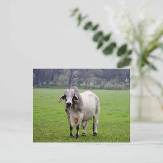 Brahman (aka. Brahma) Bull in Field ポストカード (スタンド正面)