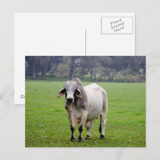 Brahman (aka. Brahma) Bull in Field ポストカード (正面/裏面)