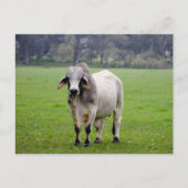 Brahman (aka. Brahma) Bull in Field ポストカード (正面)