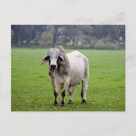 Brahman (aka. Brahma) Bull in Field ポストカード (正面)