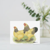 Brahmas:  淡黄色のチャボ ポストカード (スタンド正面)