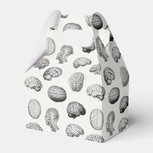 Brain Anatomy Biology Illustrations フェイバーボックス (正面サイド)