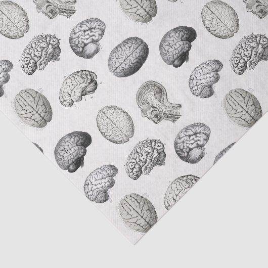 Brain Anatomy Biology Illustrations 薄葉紙 (詳細)