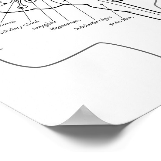 Brain Posterの内容 ポスター (角)