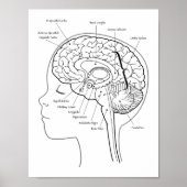 Brain Posterの内容 ポスター (正面)