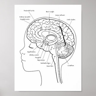 Brain Posterの内容 ポスター