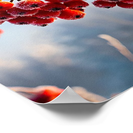 Branch of vibrant red berries ポスター (角)