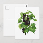 Branch with Black Currant Fruit ポストカード (正面/裏面)
