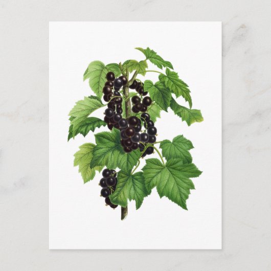 Branch with Black Currant Fruit ポストカード (正面)