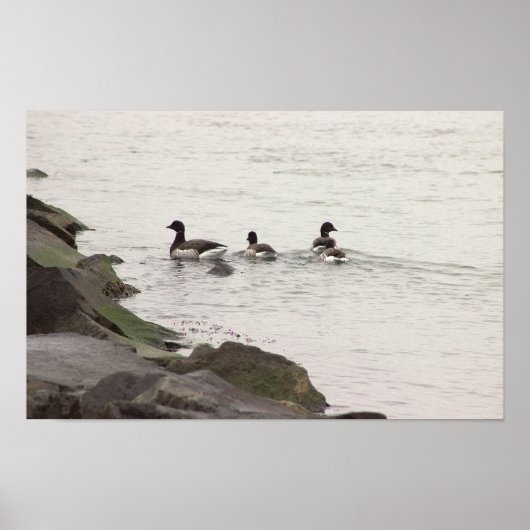 Brant Geese in Ocean Poster ポスター (正面)