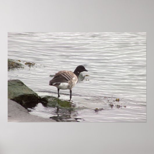 Brant Goose Photo Poster ポスター (正面)