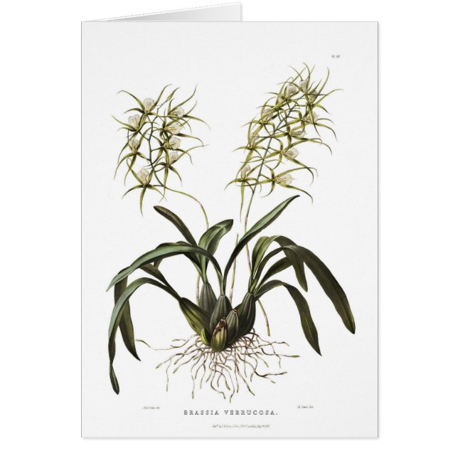 Brassiaのverrucosa (正面)