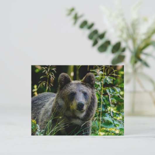 Braunbär ポストカード (スタンド正面)