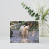 Braunbär ポストカード (スタンド正面)