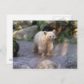 Braunbär ポストカード (正面/裏面)