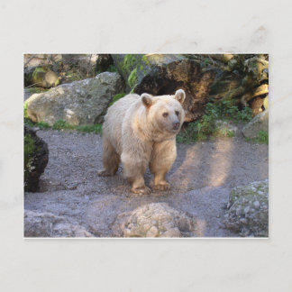 Braunbär ポストカード