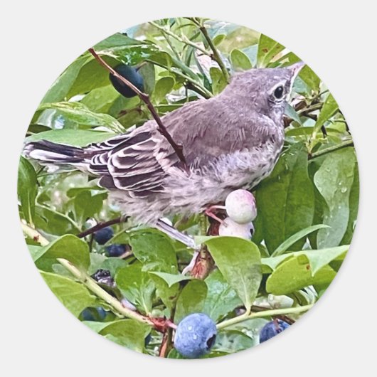 Brd on Blueberry Branchステッカー ラウンドシール (正面)