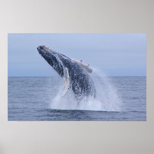 Breaching Humpback Whale Calf  Print ポスター (正面)